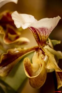 Orchidée 1902-04